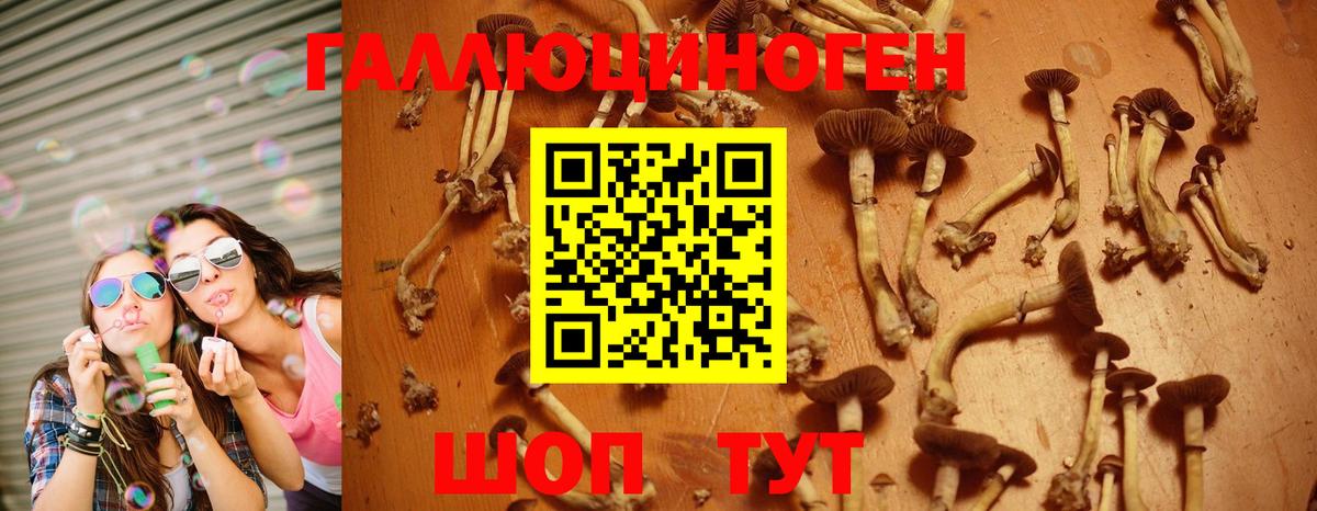 Псилоцибиновые грибы Psilocybe Родники